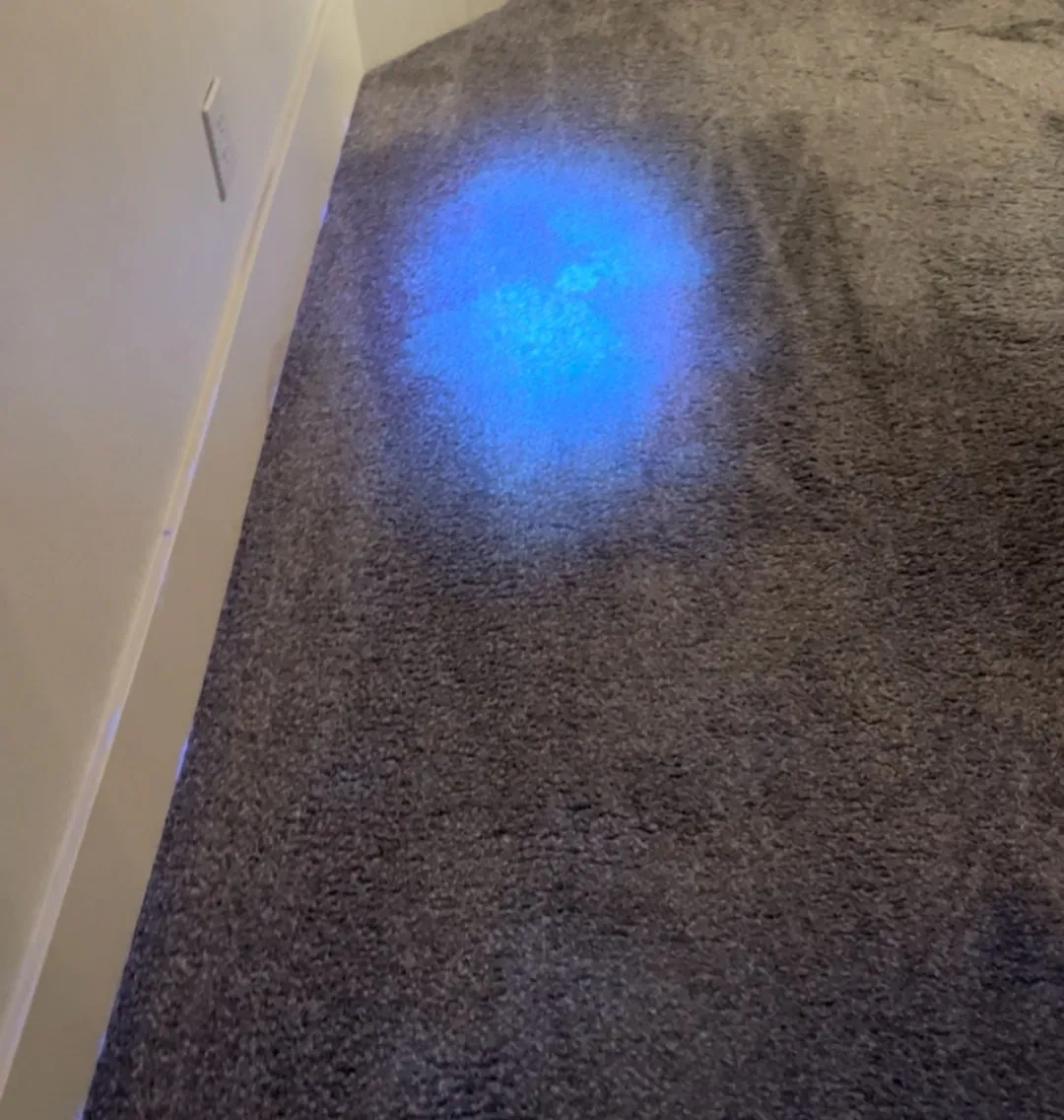UV black light revealing a hidden pet urine spot on carpet during a Roseville pet odor inspection
